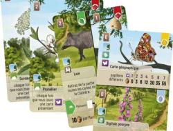 Forêt Mixte : Lisière de Forêt - Extension