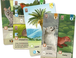 Forêt Mixte : Exploration - Extension