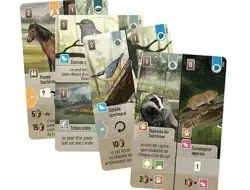 Forêt Mixte : Dartmoor